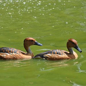 Fulvous whistling duck/ Dendrocygna bicolor