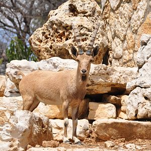 Nubian ibex/ Capra nubiana