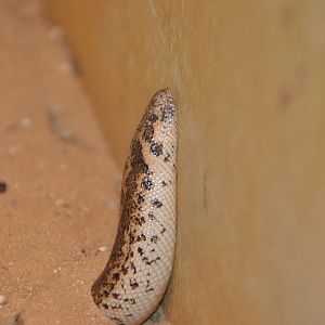 Javelin sand boa/ Eryx jaculus
