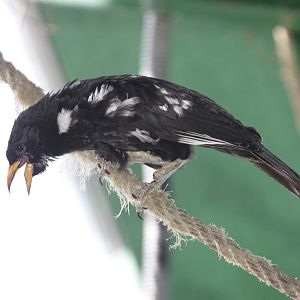 Red-billed Buffalo-Weaver (Bubalornis niger) male singing