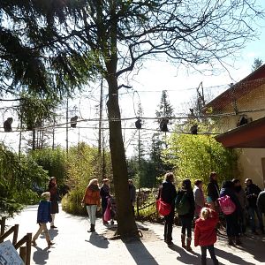 monkeys watching people