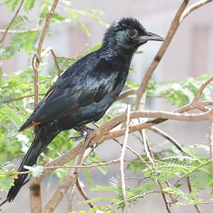 Slender-billed Starling (Onychognathus tenuirostris)