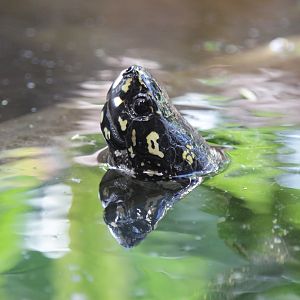 Spotted Pond Turtle (Geoclemys hamiltonii)