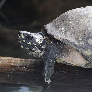 Spotted Pond Turtle (Geoclemys hamiltonii)