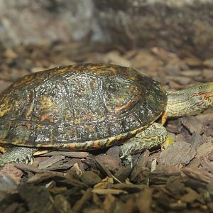 Unknown turtle to ID from Haus des Meeres, Aqua Terra Zoo in Vienna