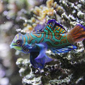 Mandarinfisch (Synchiropus splendidus)