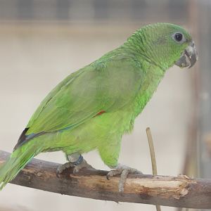 Black-billed Amazon (Amazona agilis)