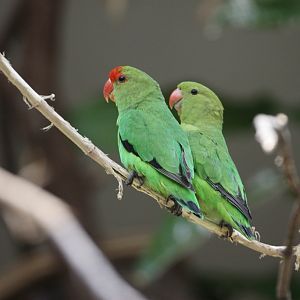 Black-winged Lovebird (Agapornis taranta)