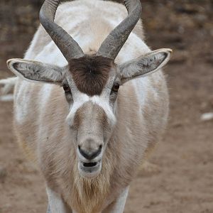 Addax/ Addax nasomaculatus