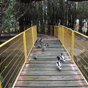 Inside of Waterfowl Aviary