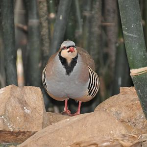 Chukar partridge/ Alectoris chukar