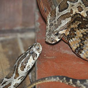 Palestine viper/ Vipera palaestinae