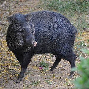 Collared peccary/ Pecari tajacu