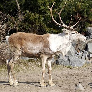 Woodland Caribou at Hannover, 23/03/13