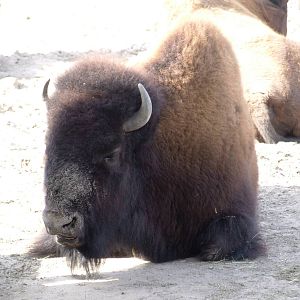 Wood Bison at Hannover, 23/03/13