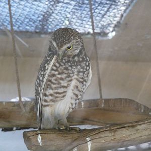 burrowing owl san juan de aragon zoo
