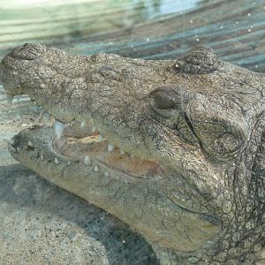 morelet`s crocodile san juan de aragon zoo