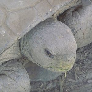 Mexican Desert Tortoise  Gopherus Berlandieri San Juan de Aragon Zoo