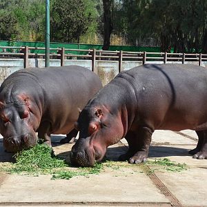 hippos feeding san juan de aragon zoo