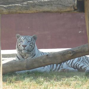 white bengal tiger san juan de aragon zoo