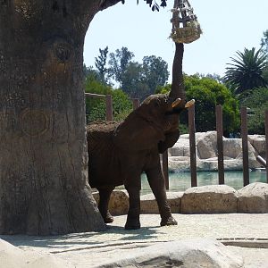 Ely african elephant san juan de aragon zoo
