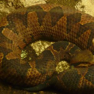 mexican jumping pit viper san juan de aragon zoo