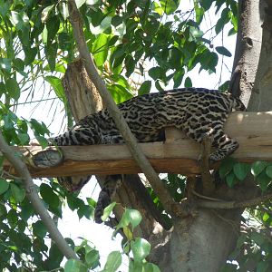 ocelot san juan de aragon zoo