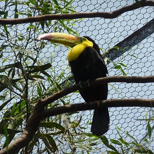 keel billed toucan san juan de aragon zoo