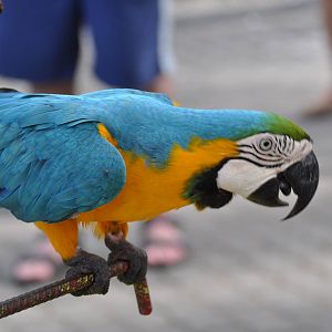 Blue-and-yellow macaw/ Ara ararauna