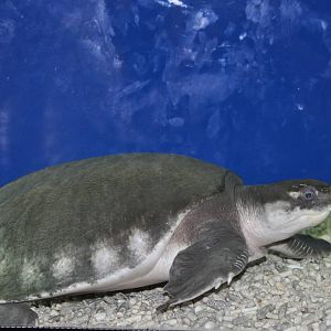 Fly River turtle/ Carettochelys insculpta