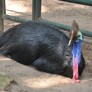 Double-wattled cassowary/ Casuarius casuarius