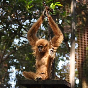 Lar gibbon/ Hylobates lar