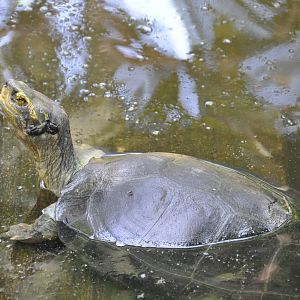 Yellow-headed temple turtle/ Heosemys annandalii