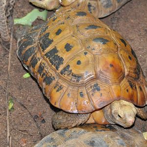 Elongated tortoise/ Indotestudo elongata