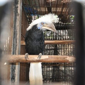 White-crowned hornbill/ Berenicornis comatus