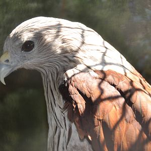 Brahminy kite/ Haliastur indus indus
