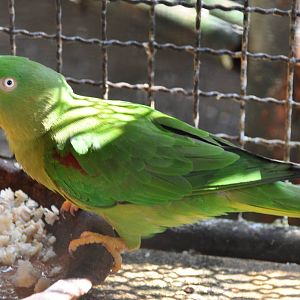 Siamese Alexandrine parakeet/ Psittacula eupatria siamensis