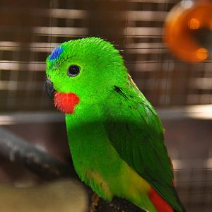 Blue-crowned parrot/ Loriculus galgulus