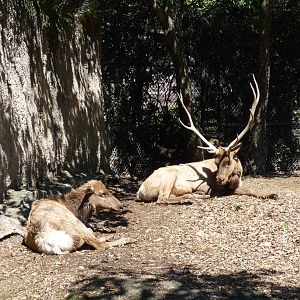 american elk chapultepec zoo