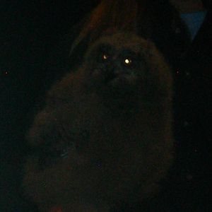 Baby Eurasian Eagle Owl