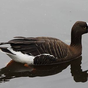 lesser white-fronted goose