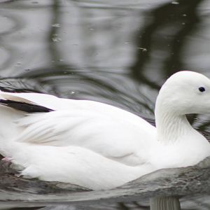 snow goose