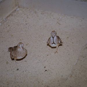 pair of Little seedsnipes