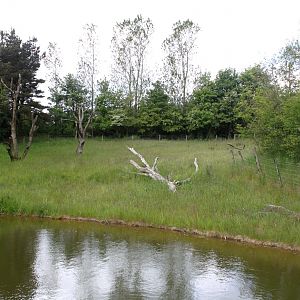 Givskud Zoo - Gorilla Exhibit (Main exhibit)