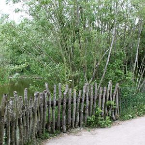 Givskud Zoo - Gorilla Exhibit (Pathway)