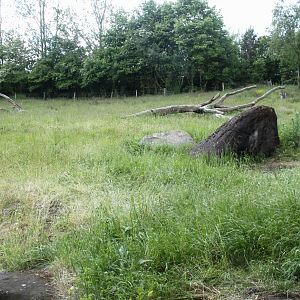 Givskud Zoo - Gorilla Exhibit (Main exhibit)