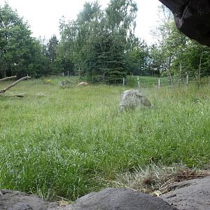 Givskud Zoo - Gorilla Exhibit (Main exhibit)