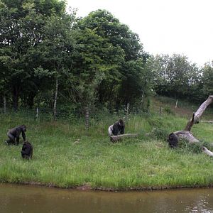 Givskud Zoo - Gorilla Exhibit (Main)