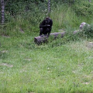 Givskud Zoo - Gorilla Exhibit (Feeding time)