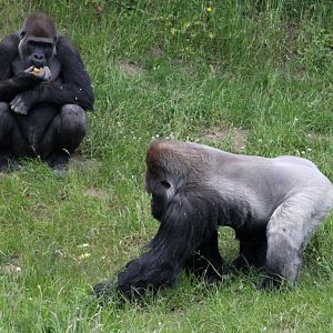 Givskud Zoo - Lowland gorillas